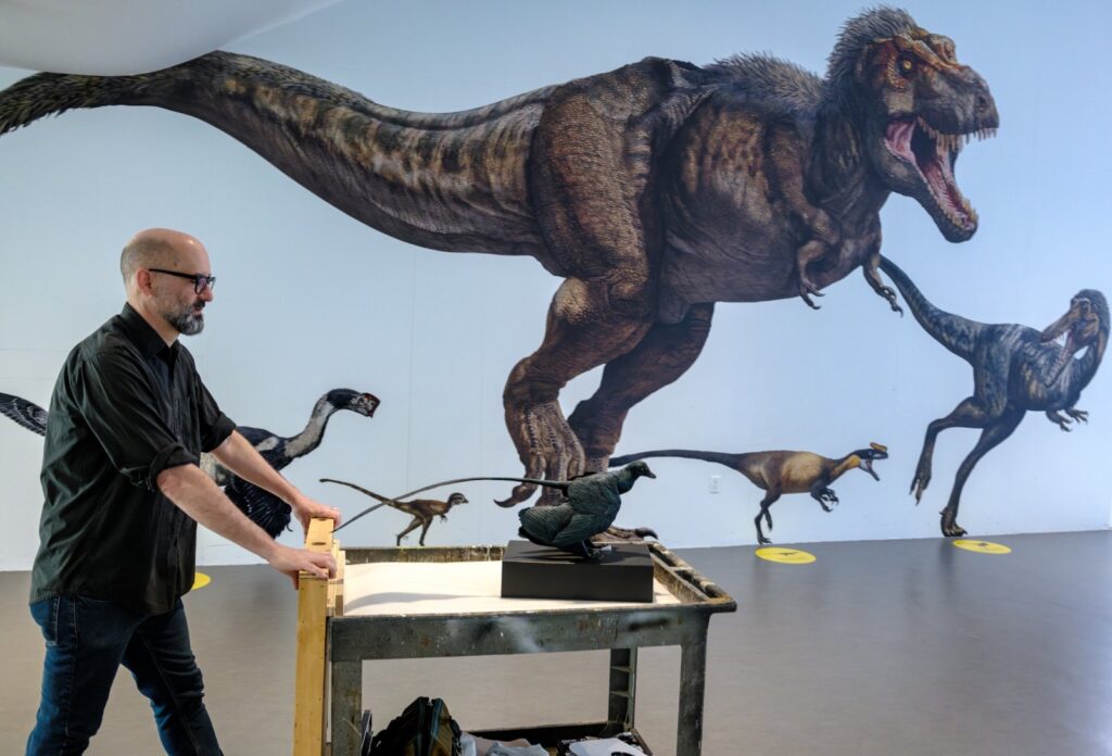 A model of Microraptor being put on display at the American Museum of Natural History. Microraptor was one of the smallest known dinosaurs, weighing about one pound—roughly the size of a large rabbit. Credit: Alvaro Keding / AMNH