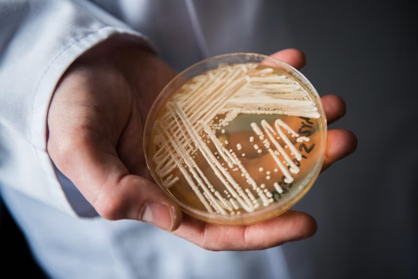 Candida auris is primarily a concern for people who are hospitalized. Nicolas Armer/picture alliance via Getty Images