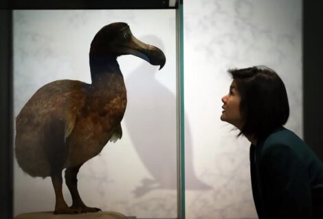 The dodo bird is smarter than we all gave it credit for. Getty Images