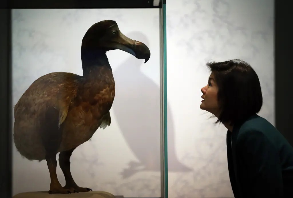 The dodo bird is smarter than we all gave it credit for. Getty Images