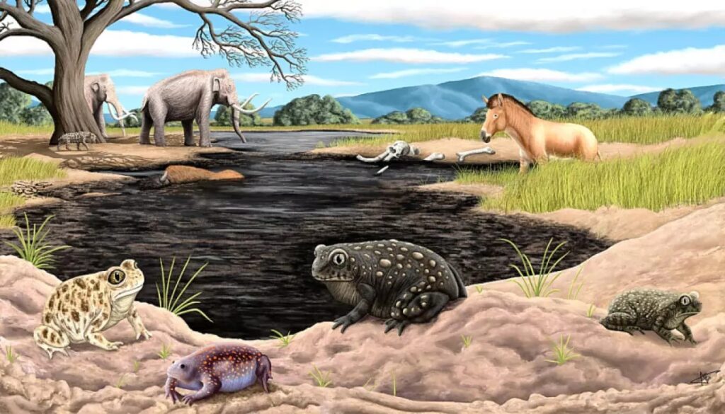 Researchers have discovered a new species of extinct amphibian from ice age Los Angeles at La Brea Tar Pits: a spadefoot toad they have named Spea labreae. (Artwork by Arturo Davalos)