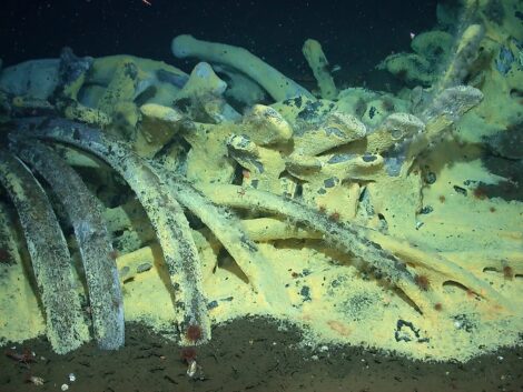 A whale fall in the Santa Cruz basin at a depth of 1,674 m (5,492 ft). Craig Smith NOAA, Public domain / Via Wikimedia Commons