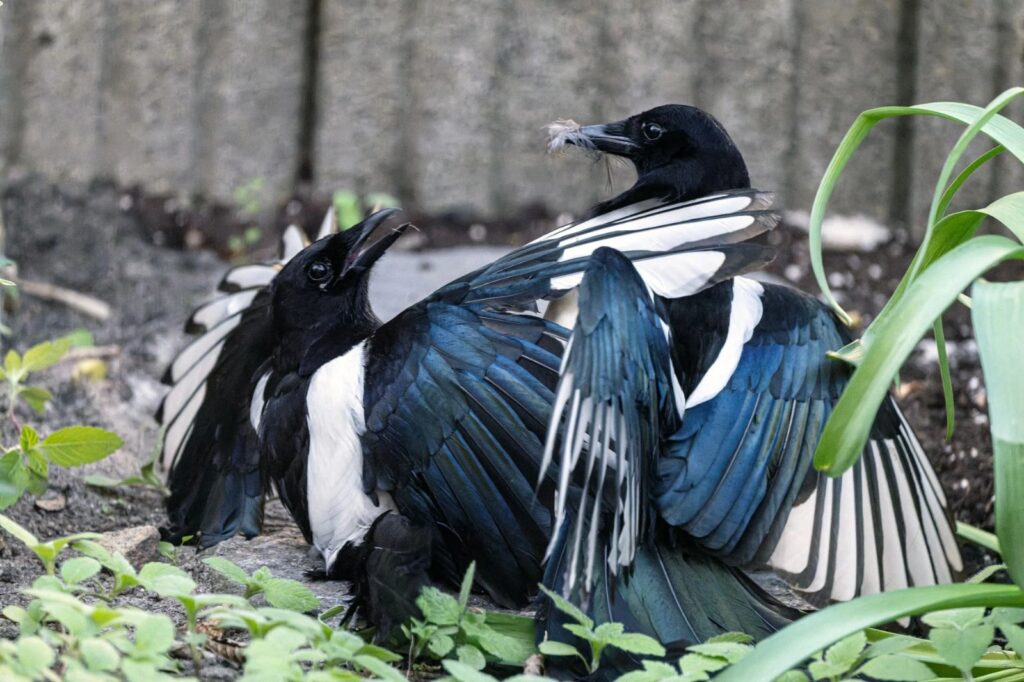 Representative stock image of two magpies. These are not the Australian magpies or the birds in the tracking study. Photo by Georg Wietschorke on Pexels.