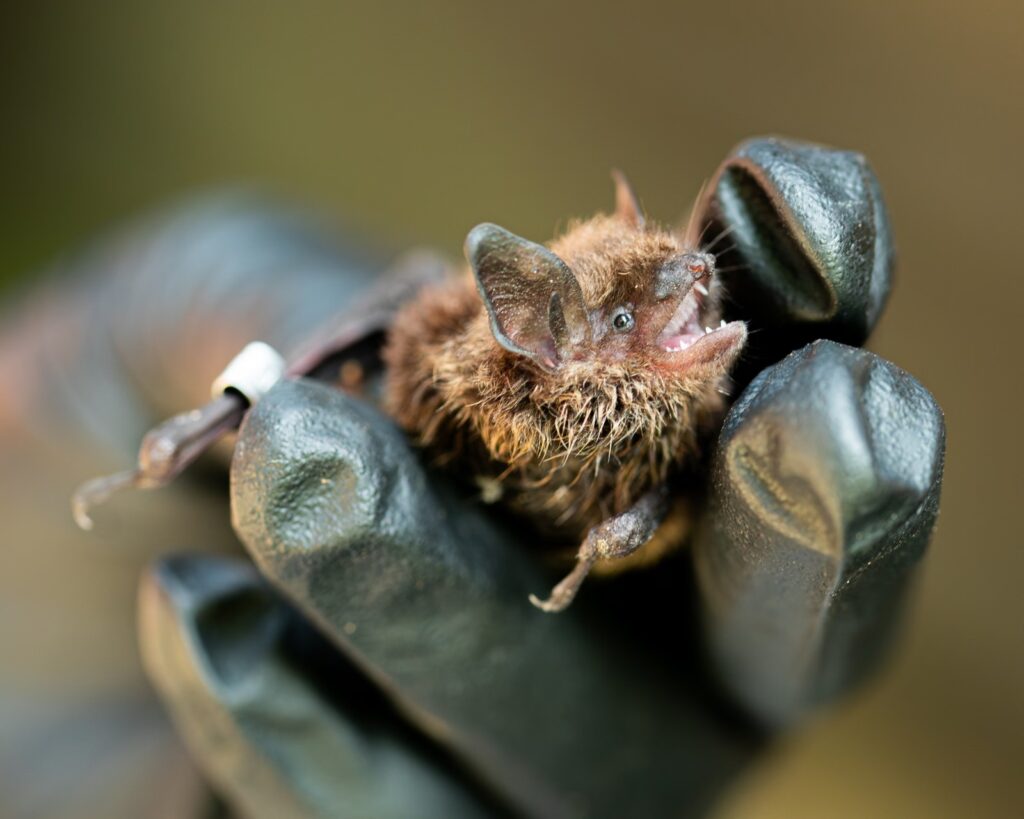 Jesika Reimer holds a bat in Katmai, Alaska. For 20 years, white-nose syndrome has swept across North America, killing at least 6.7m bats. Now, scientists hope a ‘probiotic cocktail’ developed from the microbiome on bats’ wings may give vulnerable species a ‘fighting chance’ against the disease. Photograph: Michael Code