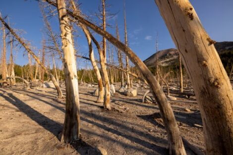 Dead trees near Mammoth Lakes, California, in 2022. Photograph: David McNew/Getty Images