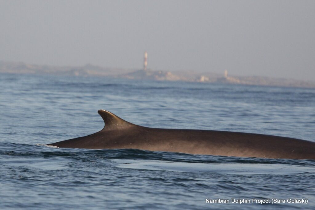Credit: Sara Golaski for the Namibian Dolphin Project