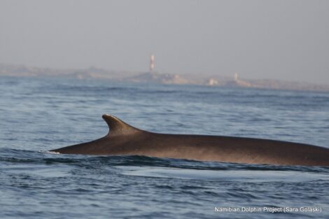 Credit: Sara Golaski for the Namibian Dolphin Project