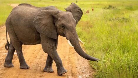 The remains of ancient elephants that were found in Tanzania (not pictured) point to systematic processing by early human ancestors. (Universal Images Group via Getty Images)