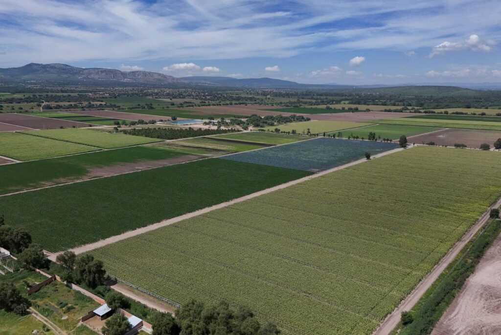 A field near the Taylor Farms facility in Doctor Mora, Mexico, on July 24. (Daniel Becerril/Reuters)